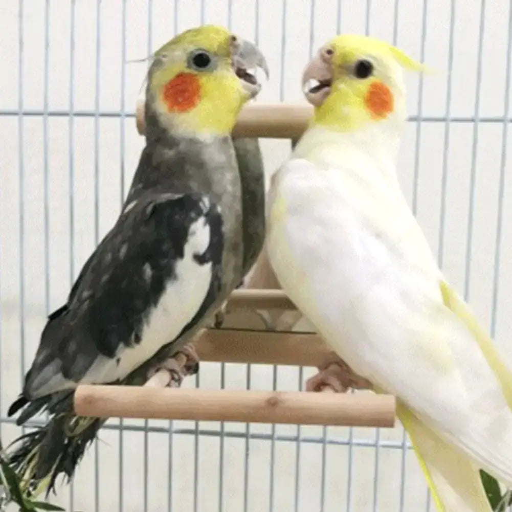 Sfd1cb66a24594db1b37c21f4c6219b55j